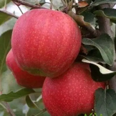 Яблоня ГАЛА ШНИГА в Лиде