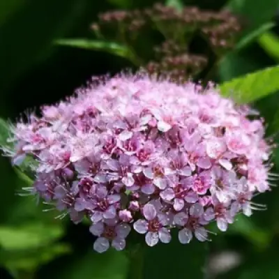 Спирея ПИНК СПАРКЛЕР в Лиде