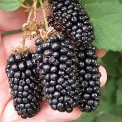 Ежевика ЛОХ НЕСС бесшипная  в Лиде