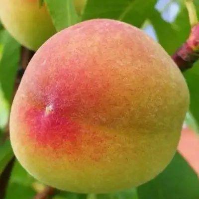 Персик ВЕТЕРАН в Лиде