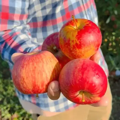 Яблоня КРАСАВИТА в Лиде