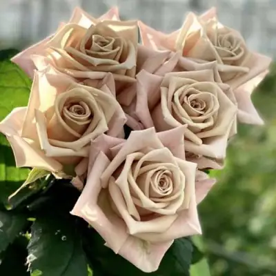 Роза МЕНТА чайно-гибридная в Лиде