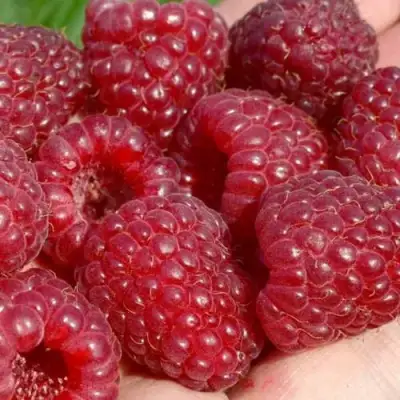 Малина ГИГАНТ РУБИНОВЫЙ в Лиде