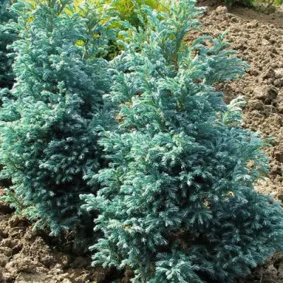 Кипарисовик БУЛЕВАРД горохоплодный в Лиде