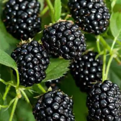 Ежевика КИТАНИНИ бесшипная  в Лиде