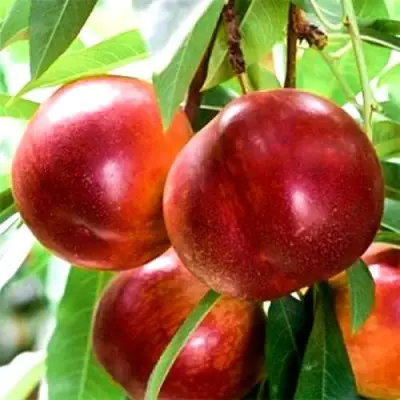 Нектарин СТАРК РЕД ГОЛД в Лиде