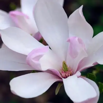 Магнолия ПИНКИ в Лиде