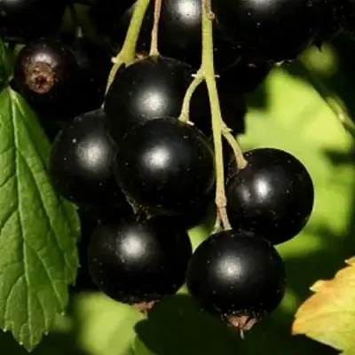 Смородина черная КЛУССОНОВСКАЯ в Лиде