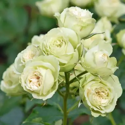 Роза ГРИН ДАЙМОНД миниатюрная в Лиде