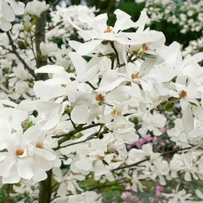 Магнолия ЛЕБНЕРА МЕРРИЛЛ в Лиде