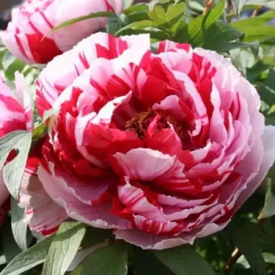 Пион РЕД ВИЗ ПИНК древовидный в Лиде