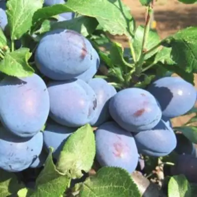 Слива ГИЛЬБЕРТ в Лиде