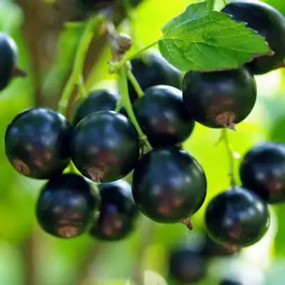 Смородина чёрная ВЕЛОЙ (ЛЕНИНГРАДСКАЯ СЛАДКАЯ) в Лиде