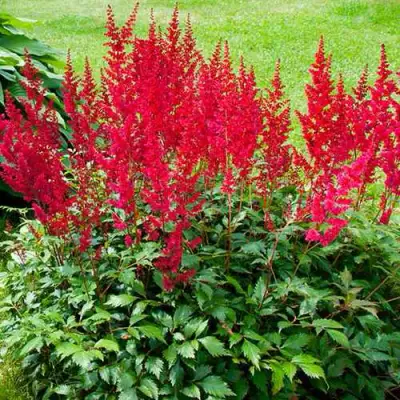 Астильба КОБЛЕНЦ японская в Лиде