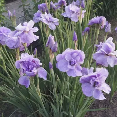 Ирис ИМПЕРИАЛ ОПАЛ сибирский в Лиде