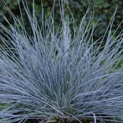 Овсяница АЙСФОГЕЛЬ сизая в Лиде