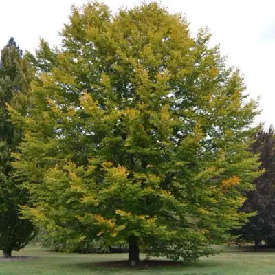 Бук лесной в Лиде