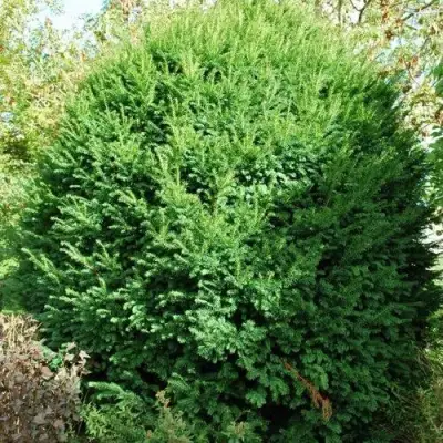 Тис РЕПАНДЕНС ягодный в Лиде