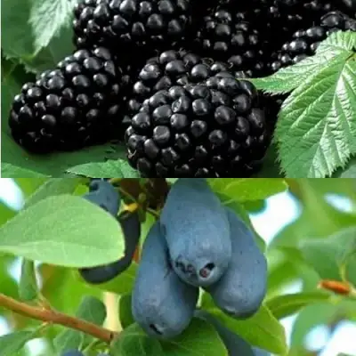 Комплект ЯГОДНЫЙ ДУЭТ в Лиде