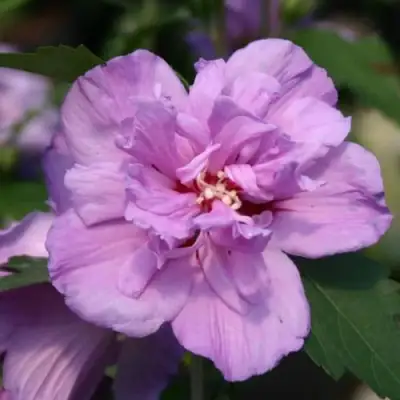 Гибискус АРДЕНС сирийский в Лиде