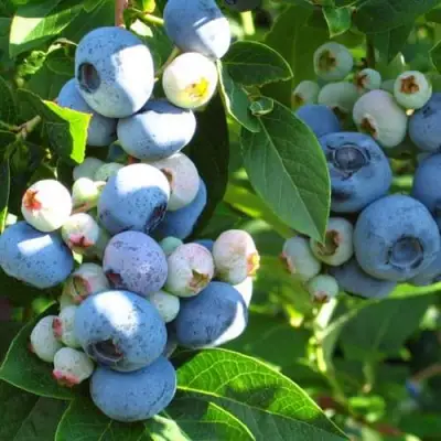 Голубика ДАРРОУ в Лиде