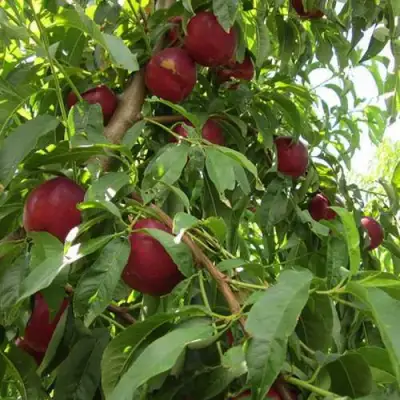 Нектарин ЭКСТРИМ БЬЮТИ в Лиде