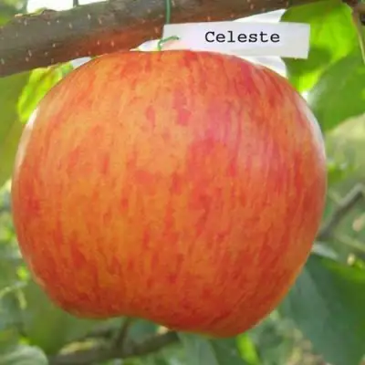 Яблоня ЦЕЛЕСТЕ в Лиде