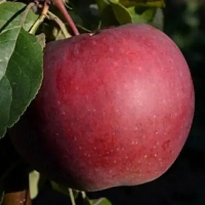 Яблоня БЕЛОРУССКОЕ СЛАДКОЕ в Лиде