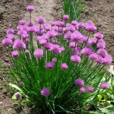 Лук-шнитт в Лиде