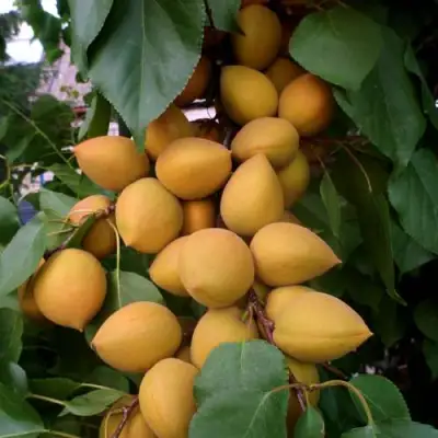 Абрикос МАНИТОБА в Лиде