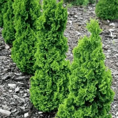 Туя ЗМАТЛИК западная в Лиде