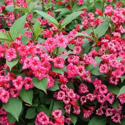 Вейгела БРИСТОЛЬ РУБИ в Лиде