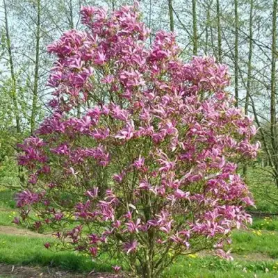 Магнолия СЬЮЗАН в Лиде