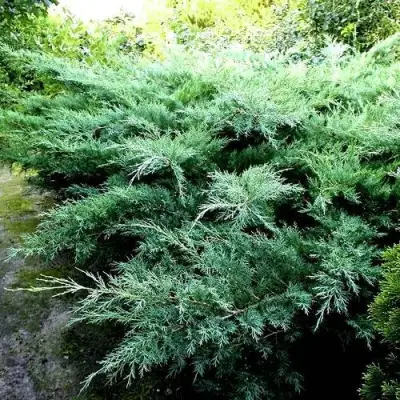 Можжевельник ПФИТЦЕРИАНА ГЛАУКА  средний в Лиде