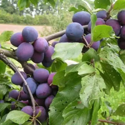 Слива ПЕРДРИГОН в Лиде