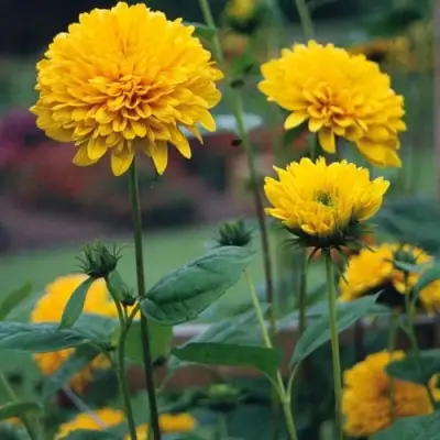 Подсолнечник СОЛЕЙЛ ДЕ ОР в Лиде