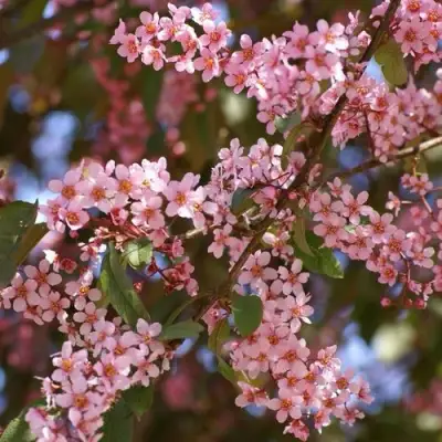 Черемуха КОЛОРАТА в Лиде