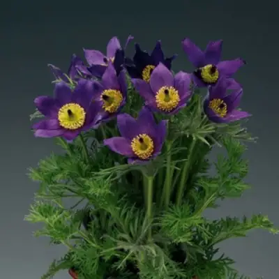 Прострел ПИНВИЛ БЛЮ ШЕЙДЕС в Лиде