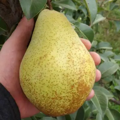 Груша ГЕНЕРАЛ ЛЕКЛЕРК в Лиде