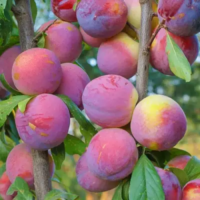 Слива КОЛОННОВИДНАЯ в Лиде