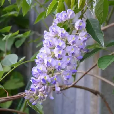 Глициния макростахия БЛЮ МУН в Лиде