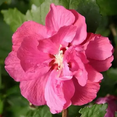 Гибискус ДЮК ДЕ БРАБАНТ сирийский  в Лиде