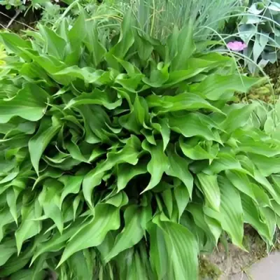 Хоста ГАРРИ ВАН ТРИЕР в Лиде