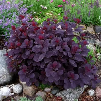 Скумпия РОЯЛ ПЕРПЛ кожевенная в Лиде