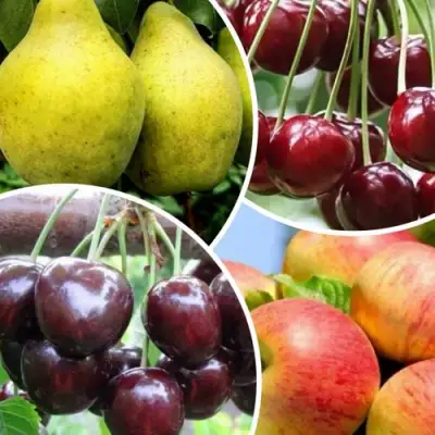 Комплект НАСЛАЖДЕНИЕ в Лиде