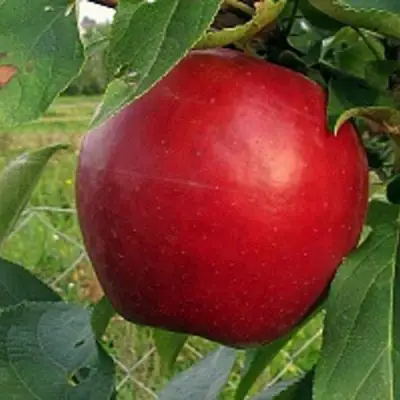 Яблоня РЕДФРИ в Лиде