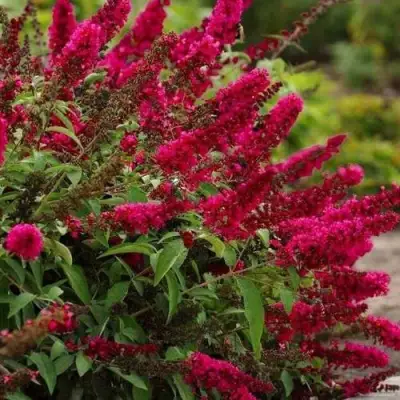 Буддлея давида РОЯЛ РЕД в Лиде