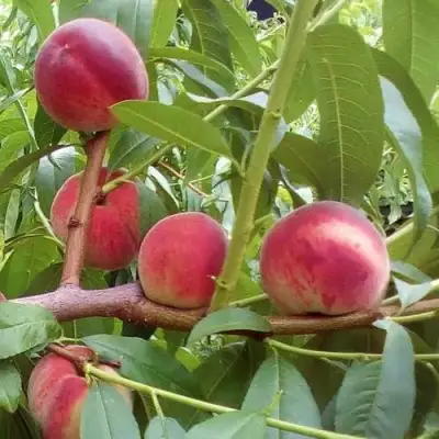 Персик КИЕВСКИЙ РАННИЙ в Лиде