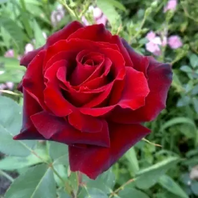 Роза ТАБУ чайно-гибридная в Лиде