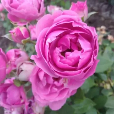 Роза МИСТИ БАБЛС спрей в Лиде